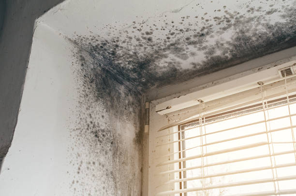 Affordable Attic Mold Removal solutions in New Market, MD