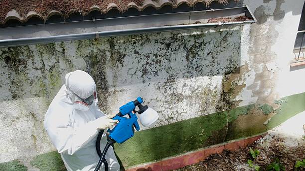 Top rated local Attic Mold Removal specialists in New Market, MD